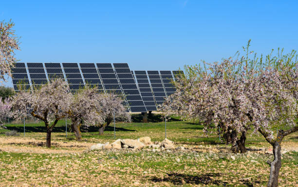 solar panels in almond field.